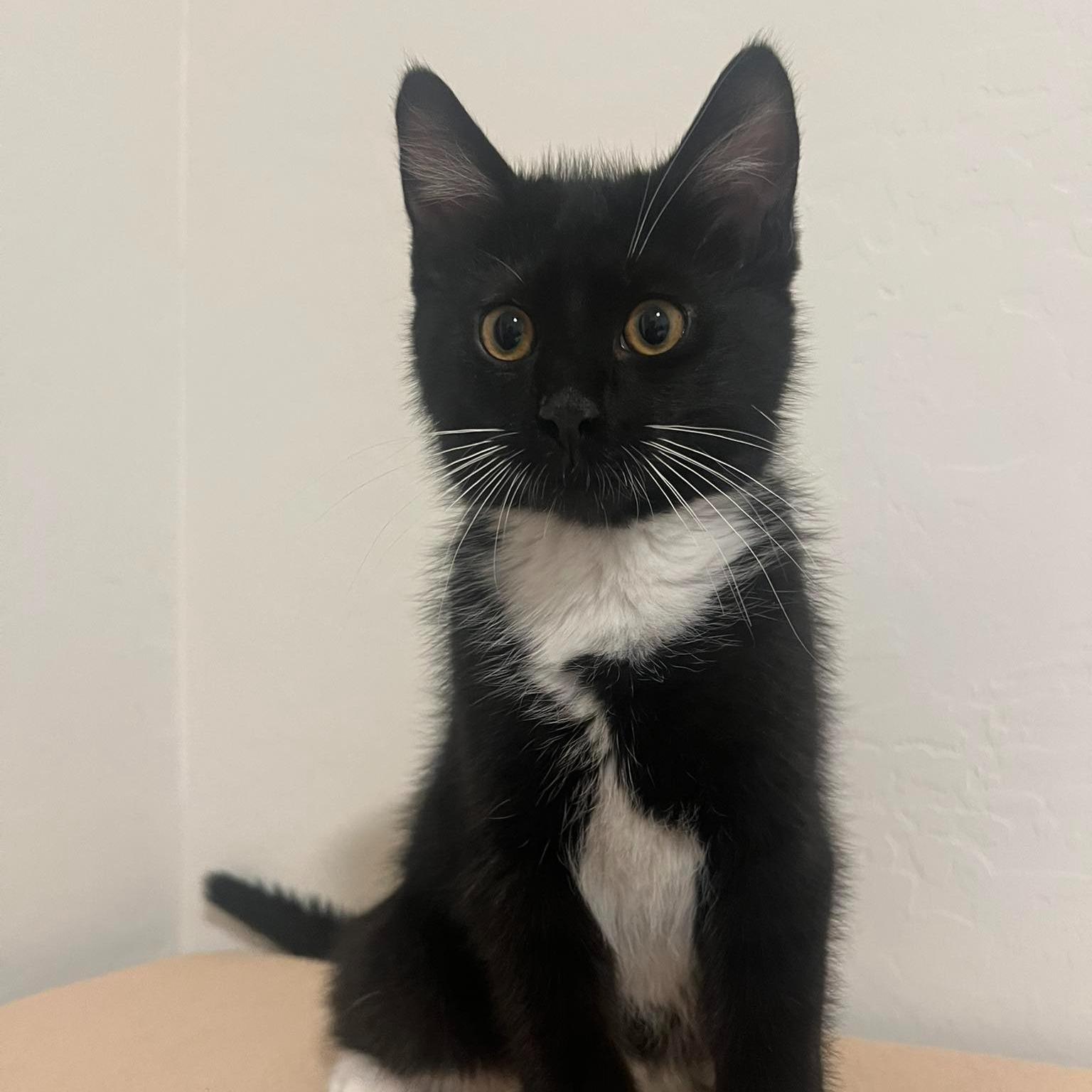 Enlarge Bow, a ADOPTABLE Domestic Medium Hair in Queen Creek, AZ image 5/5