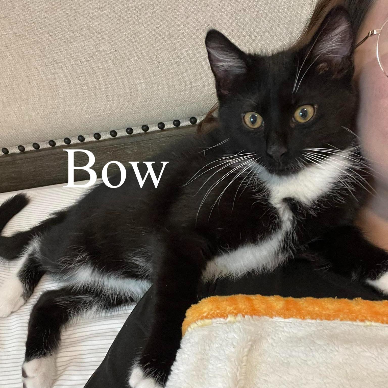 Enlarge Bow, a ADOPTABLE Domestic Medium Hair in Queen Creek, AZ image 1/5