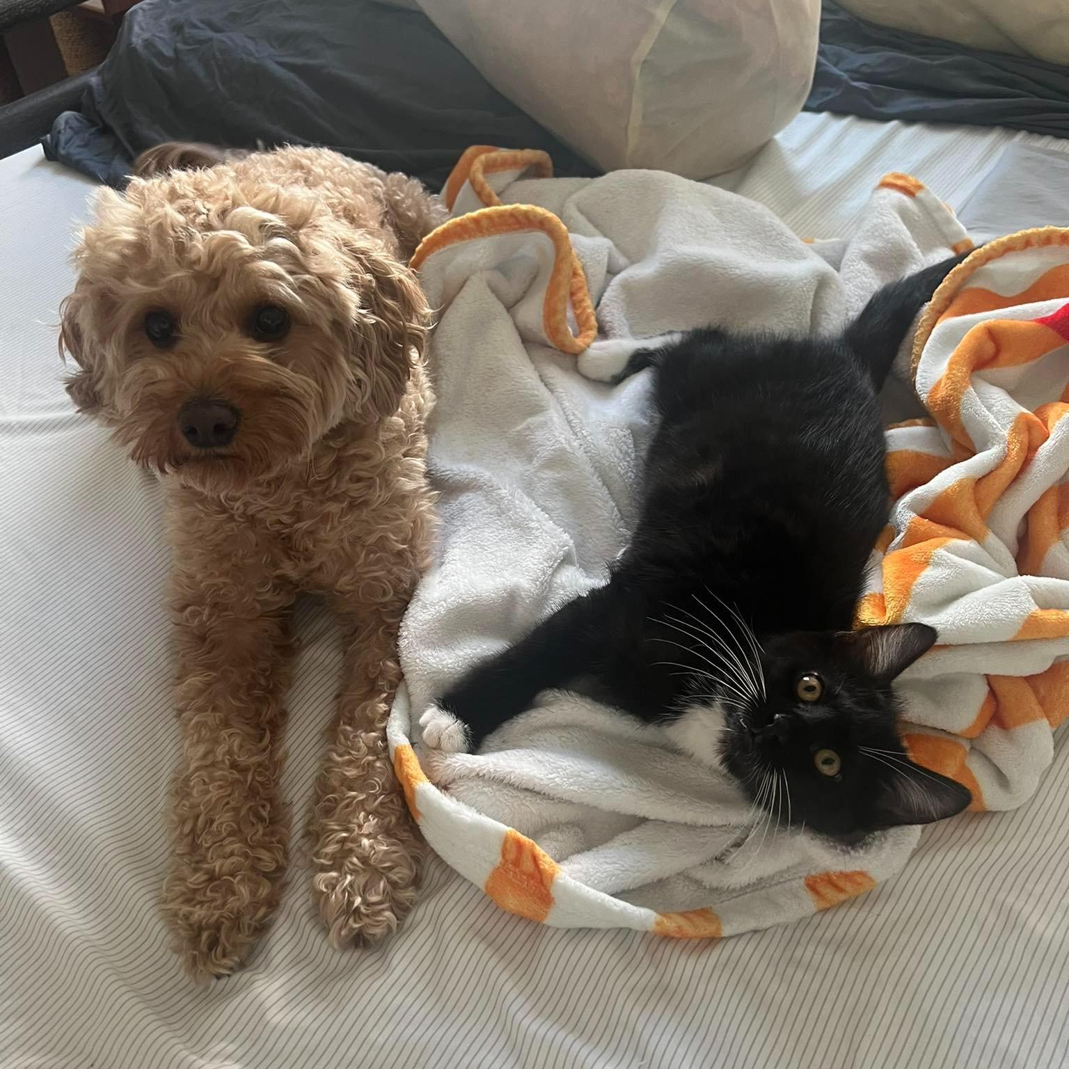 Enlarge Bow, a ADOPTABLE Domestic Medium Hair in Queen Creek, AZ image 2/5