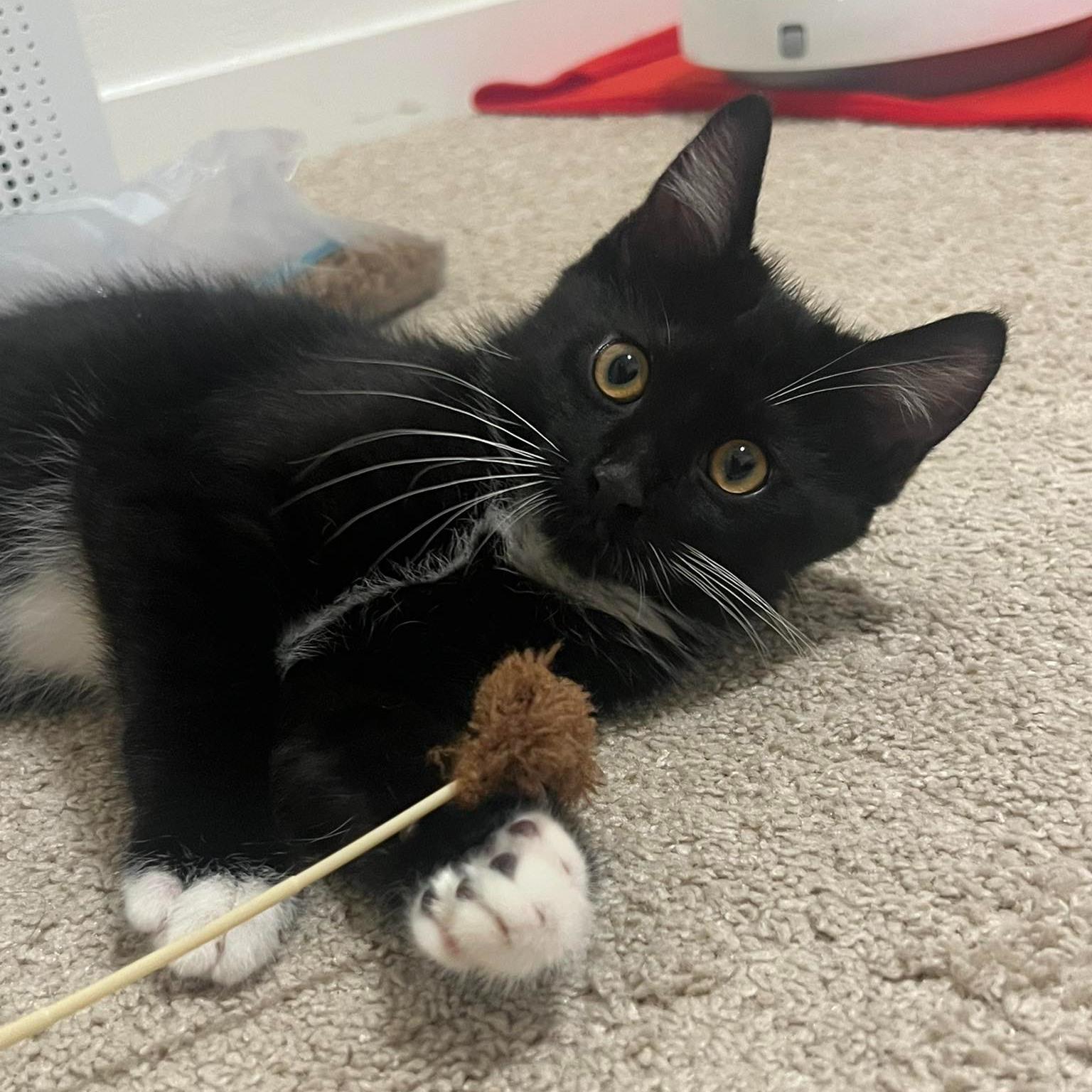 Enlarge Bow, a ADOPTABLE Domestic Medium Hair in Queen Creek, AZ image 4/5