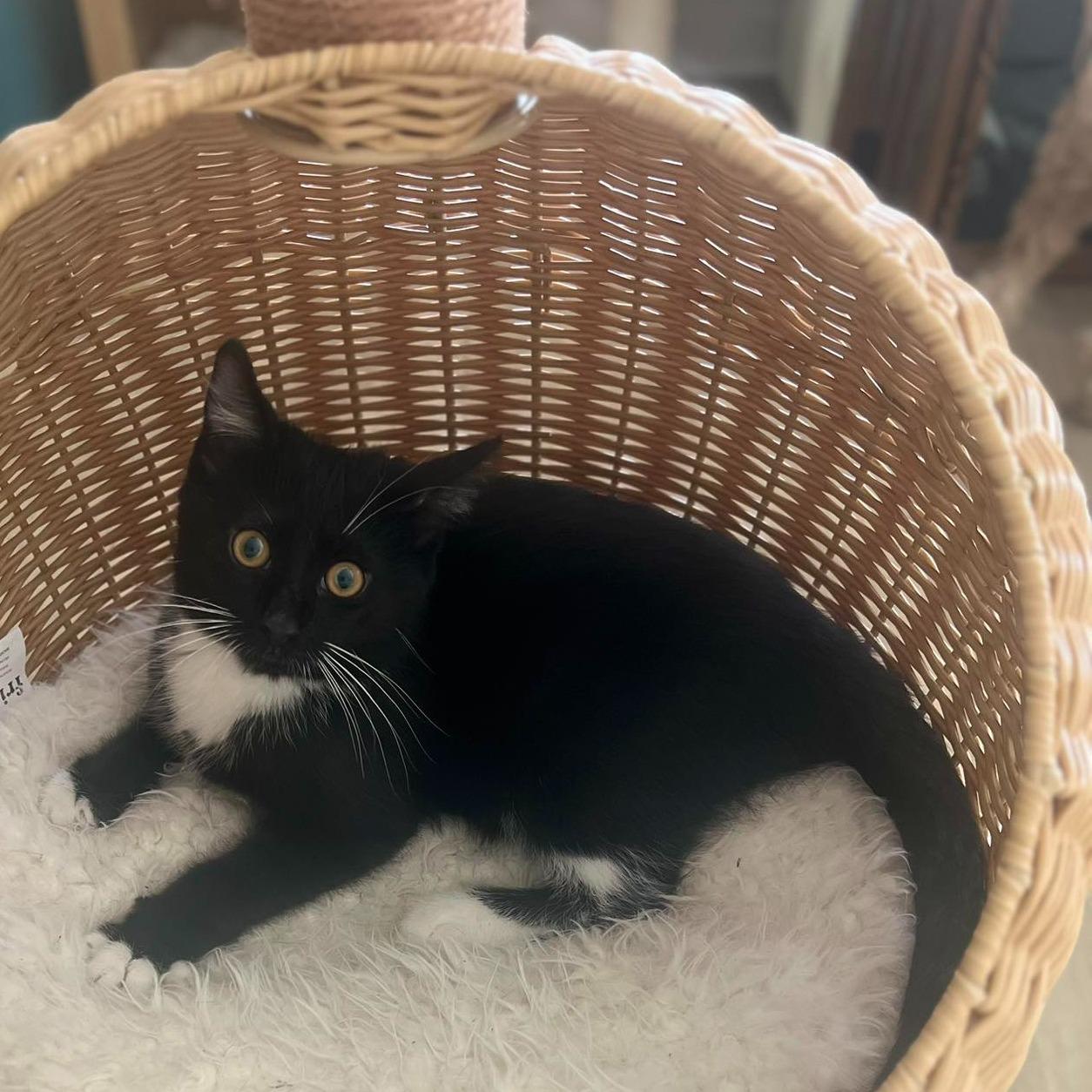 Enlarge Bow, a ADOPTABLE Domestic Medium Hair in Queen Creek, AZ image 3/5