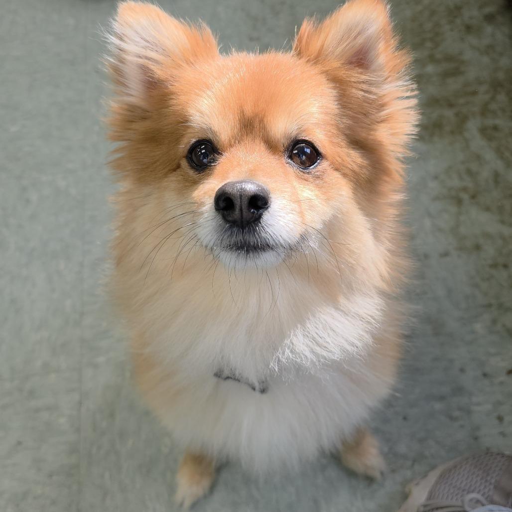 Enlarge Winston Churchill, a Adoptable Pomeranian in Michigan City, IN image 1/6