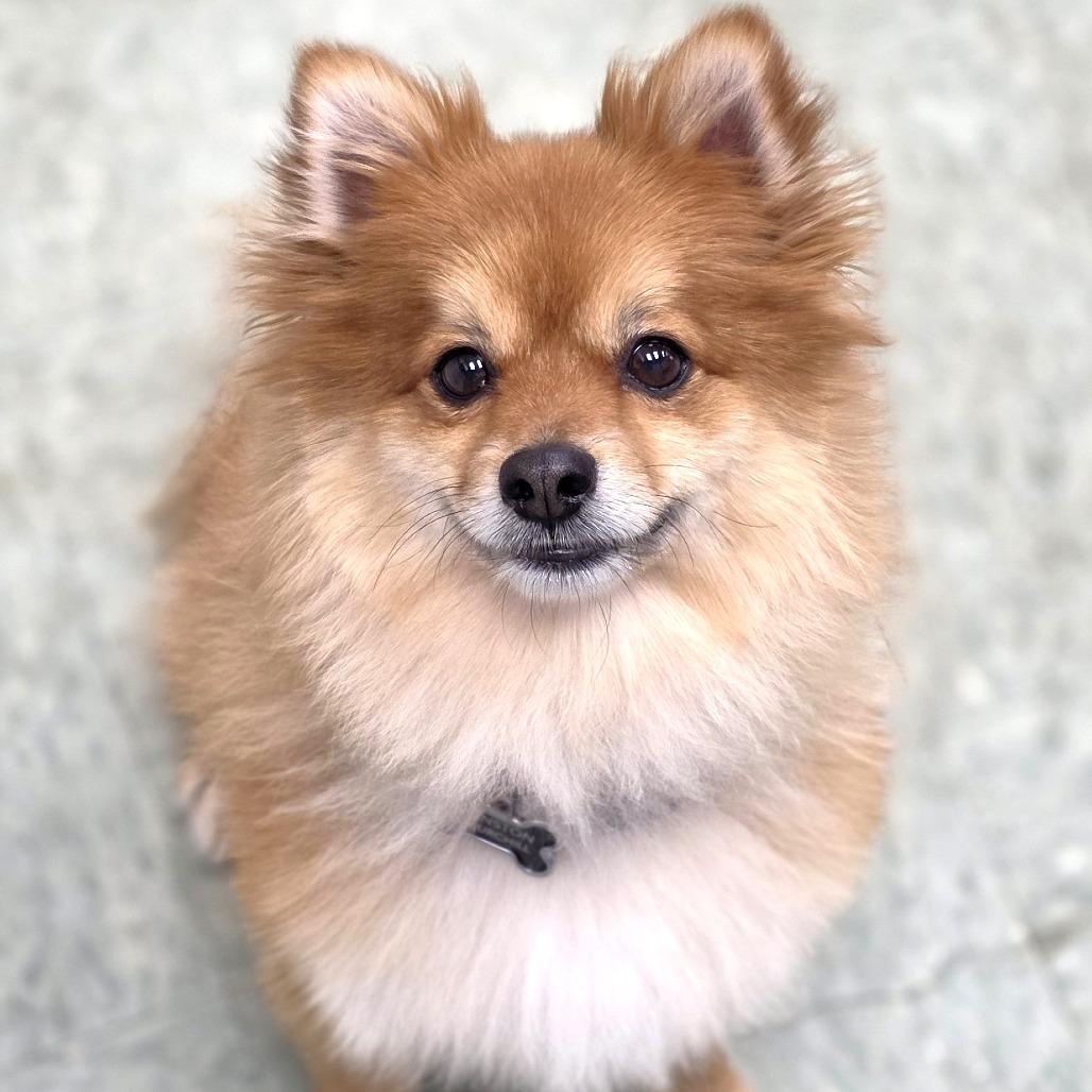 Enlarge Winston Churchill, a Adoptable Pomeranian in Michigan City, IN image 2/6