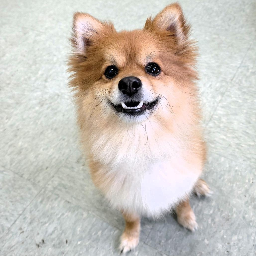 Enlarge Winston Churchill, a Adoptable Pomeranian in Michigan City, IN image 3/6