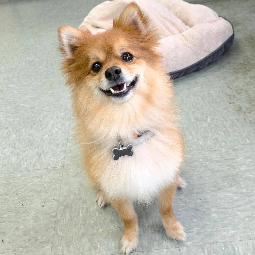 Enlarge Winston Churchill, a Adoptable Pomeranian in Michigan City, IN image 4/6