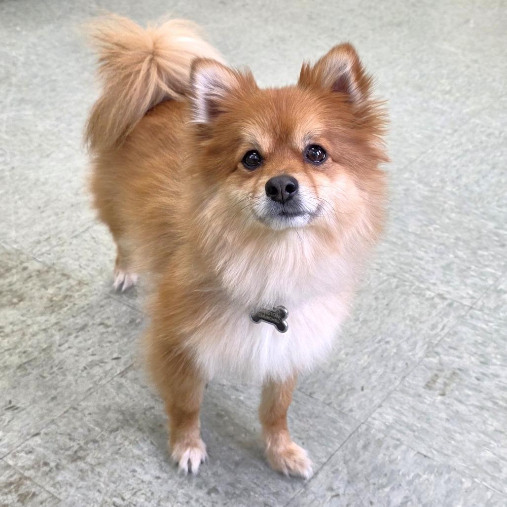 Enlarge Winston Churchill, a Adoptable Pomeranian in Michigan City, IN image 5/6