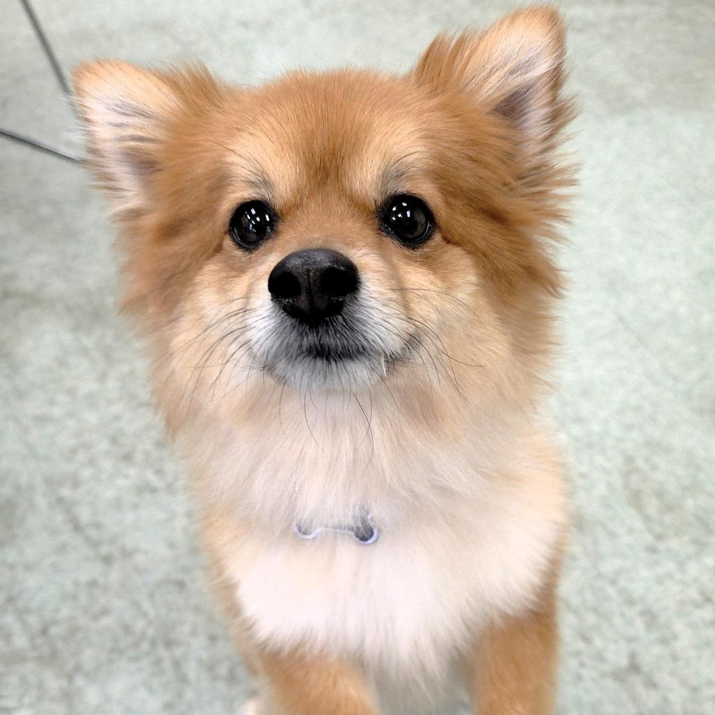 Enlarge Winston Churchill, a Adoptable Pomeranian in Michigan City, IN image 6/6