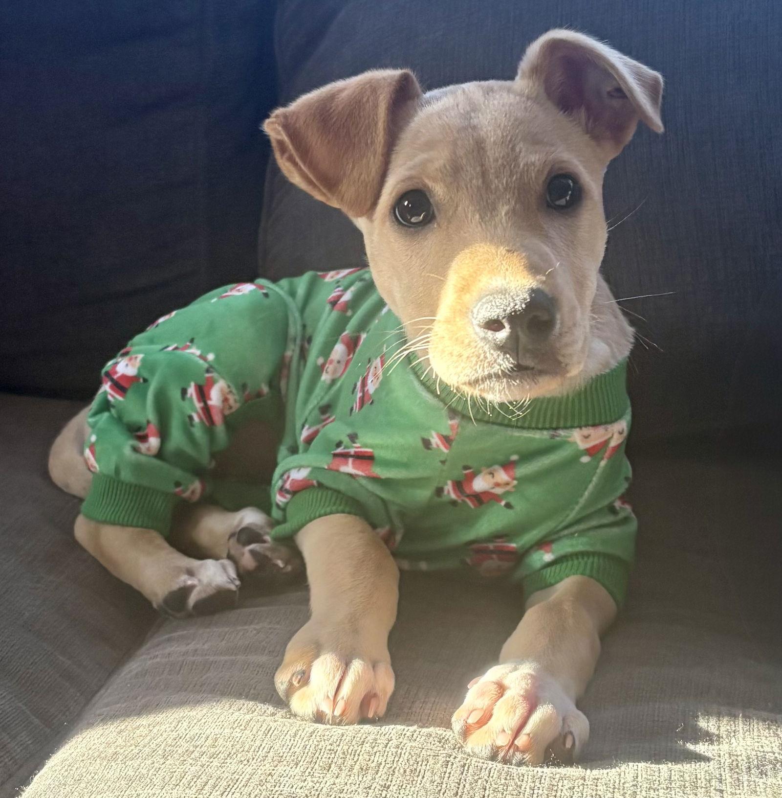 Eve, Adopted, Puppy Female Labrador Retriever.