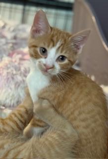 Jasper (messy faced little man)