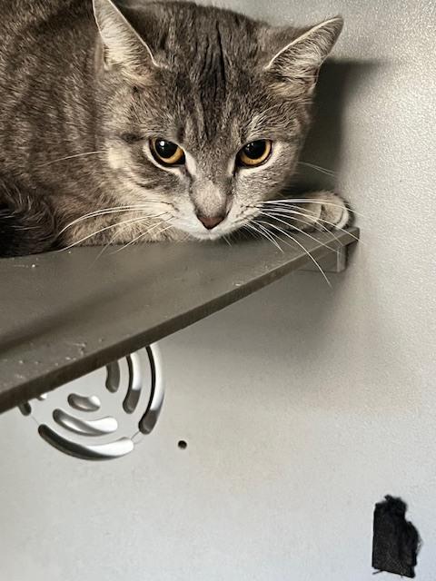 June, Adoptable, Adult Female Domestic Short Hair.