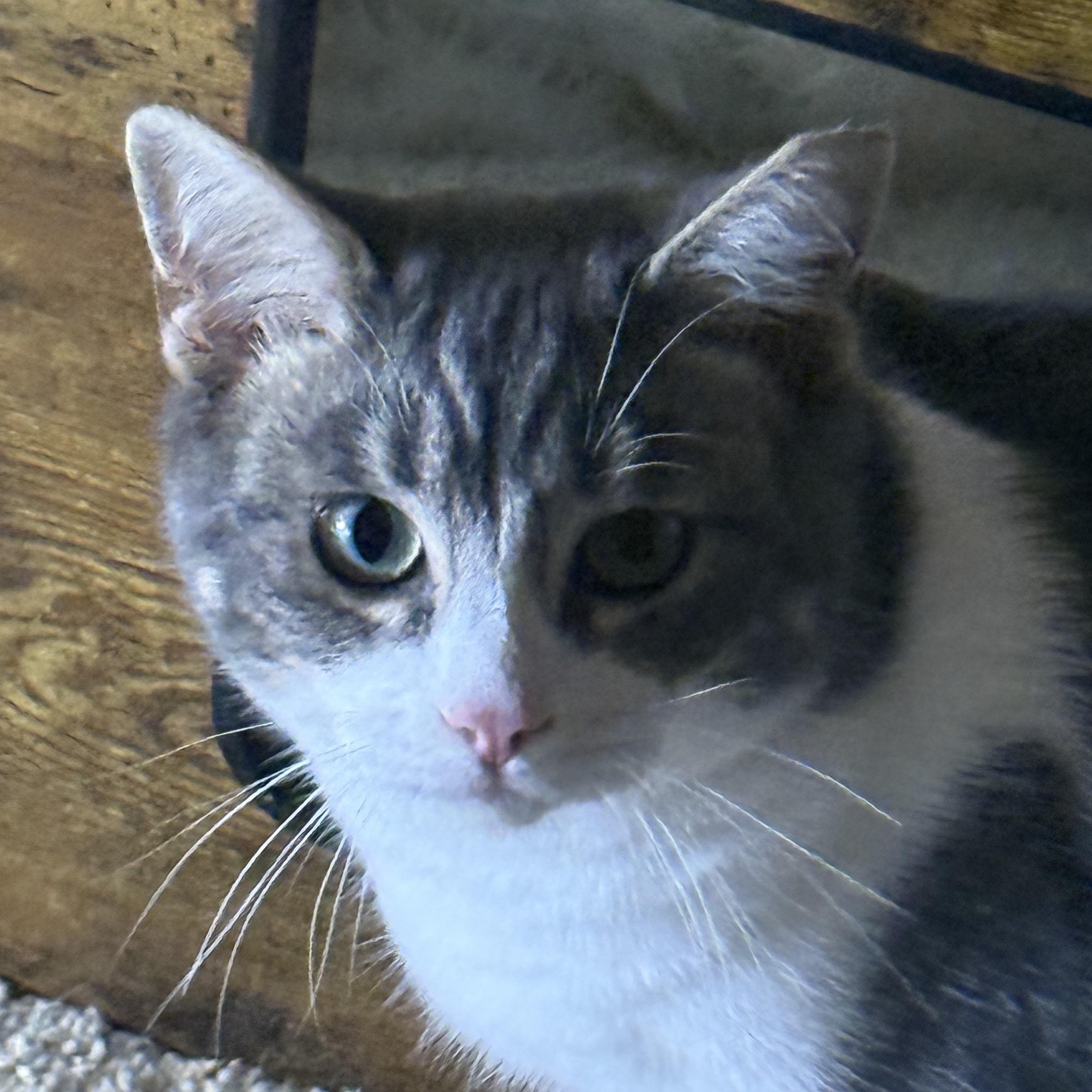 Enlarge Beba, a ADOPTABLE Domestic Short Hair in Dunnigan, CA image 1/3