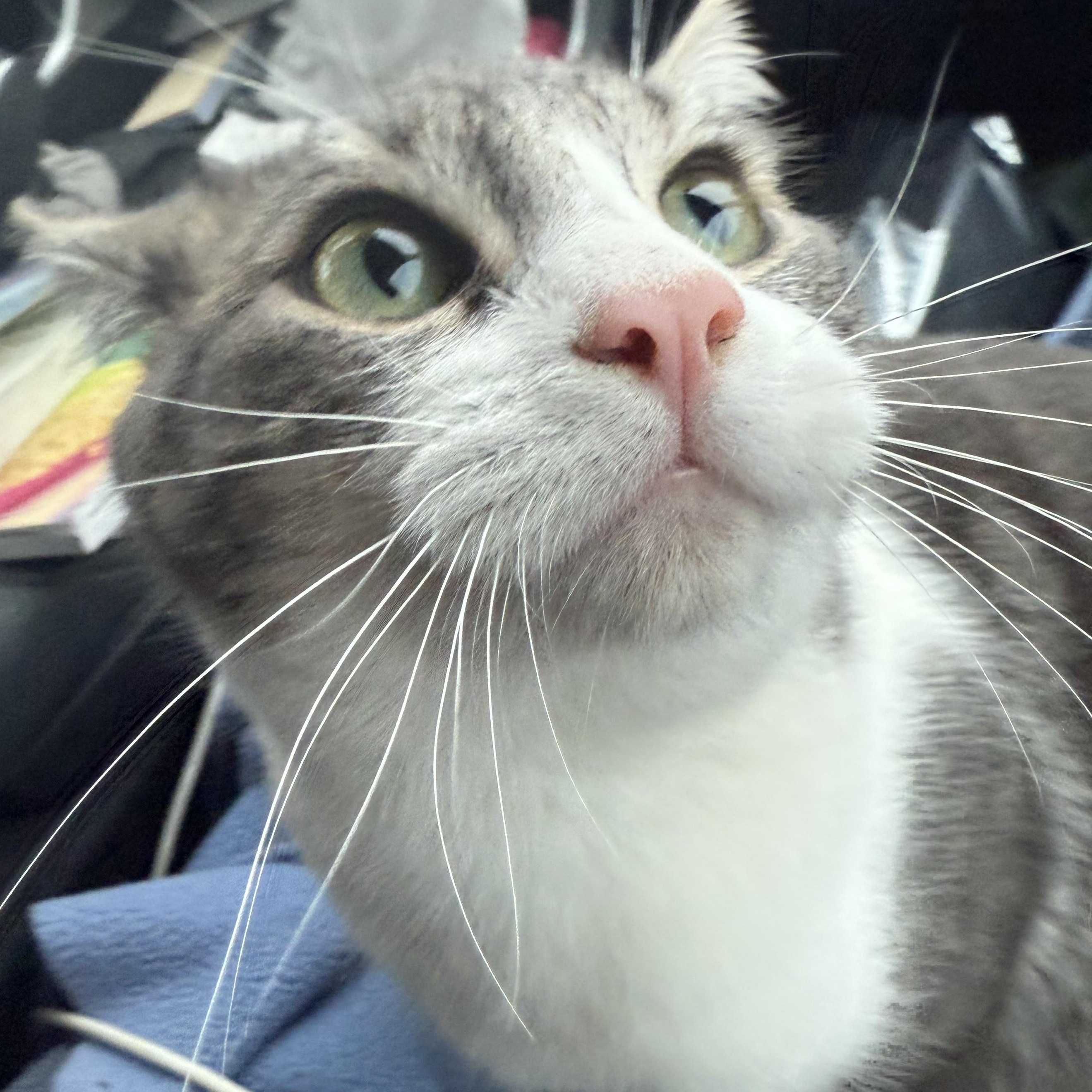 Enlarge Beba, a ADOPTABLE Domestic Short Hair in Dunnigan, CA image 2/3