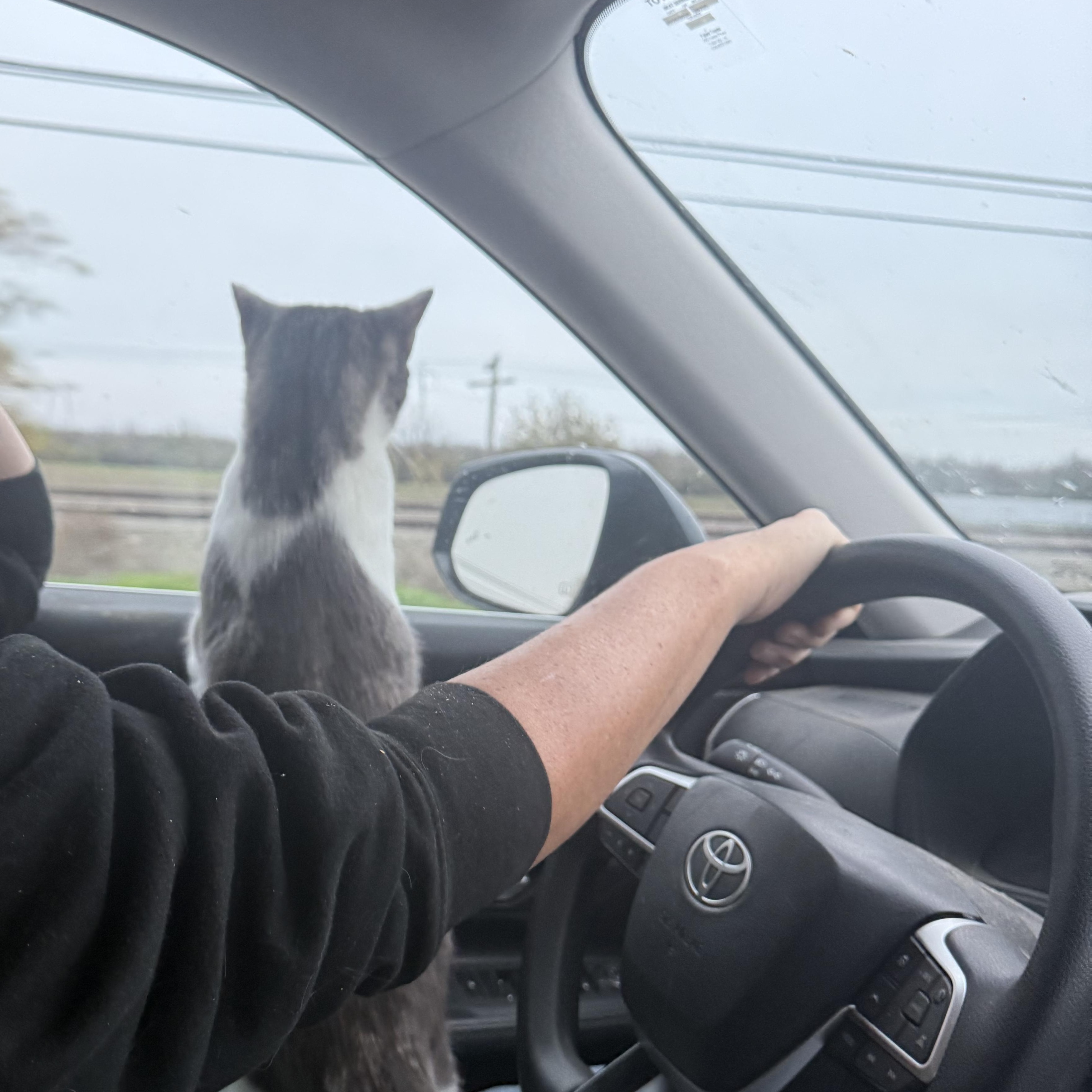 Enlarge Beba, a ADOPTABLE Domestic Short Hair in Dunnigan, CA image 3/3