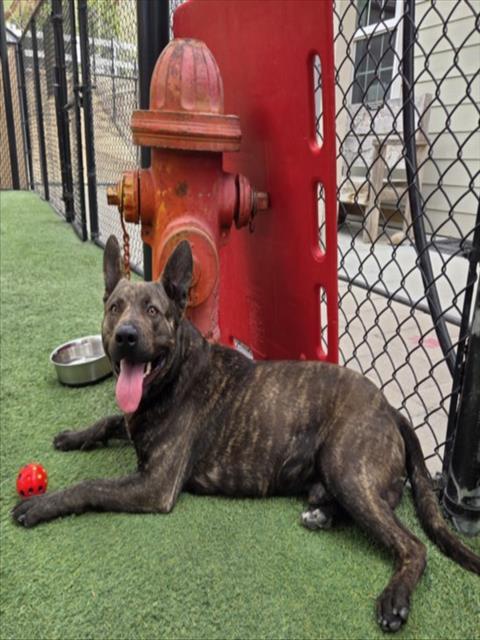 MEADOW, Adoptable, Adult Male Dutch Shepherd & Australian Cattle Dog / Blue Heeler.