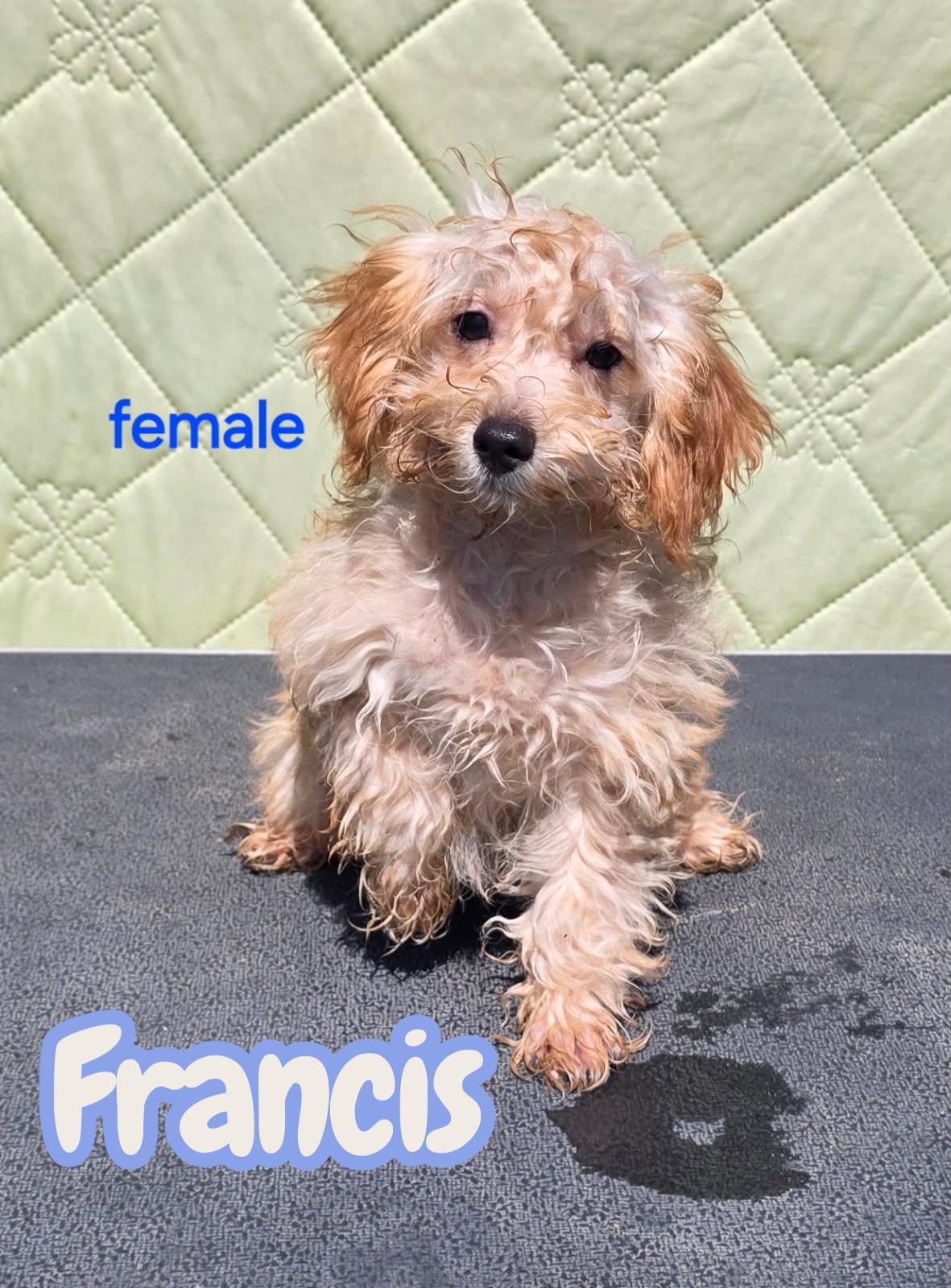Francis , ADOPTABLE, Puppy Female Schnoodle.