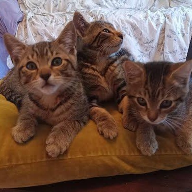Trillium - tabby kitten photo 4