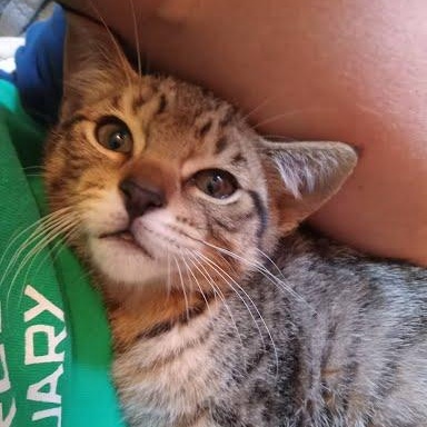 Trillium - tabby kitten photo 5