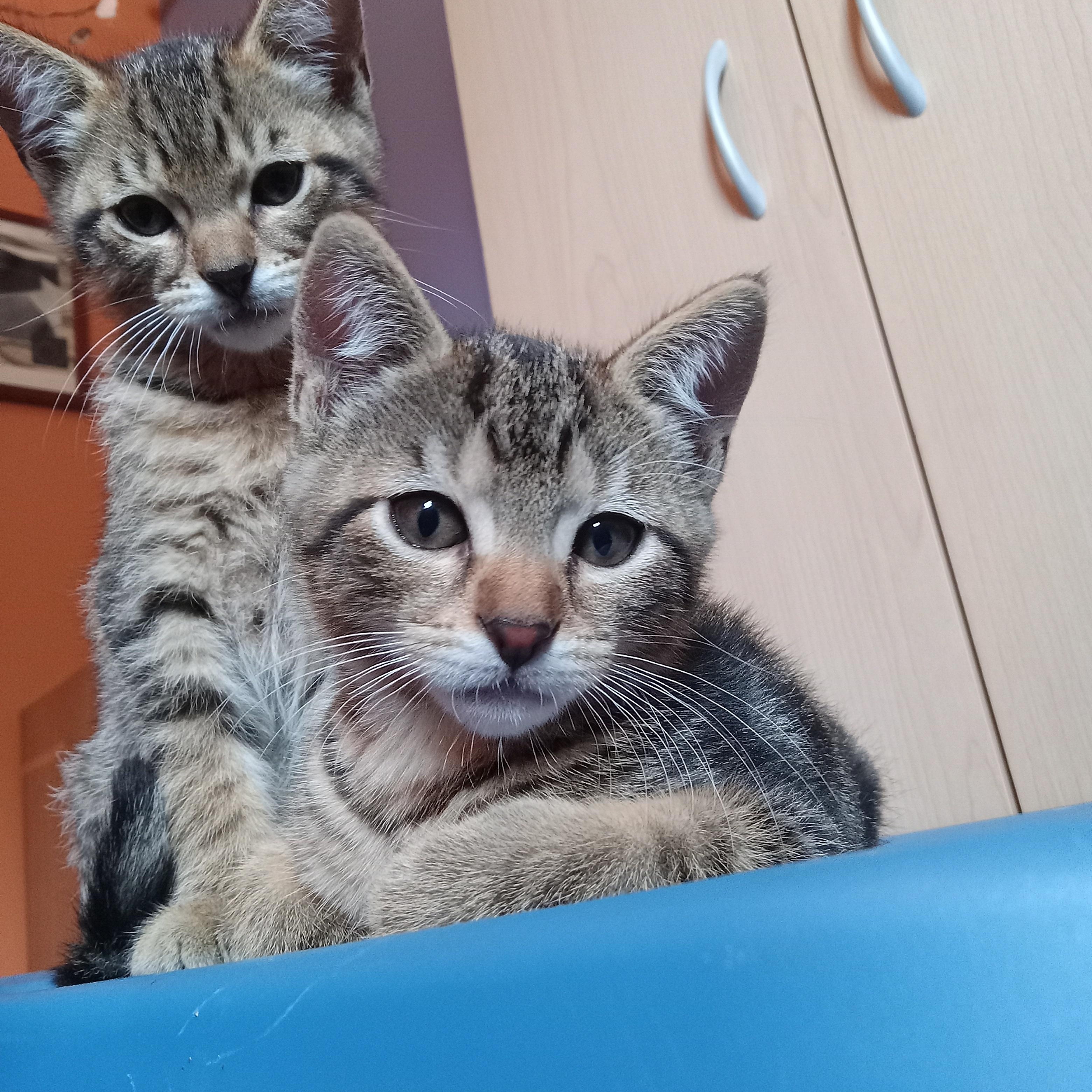 Trillium - tabby kitten photo 2