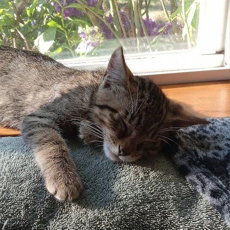 Trillium - tabby kitten photo 3
