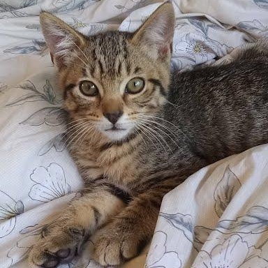 Trillium - tabby kitten, Baby Male Domestic Short Hair