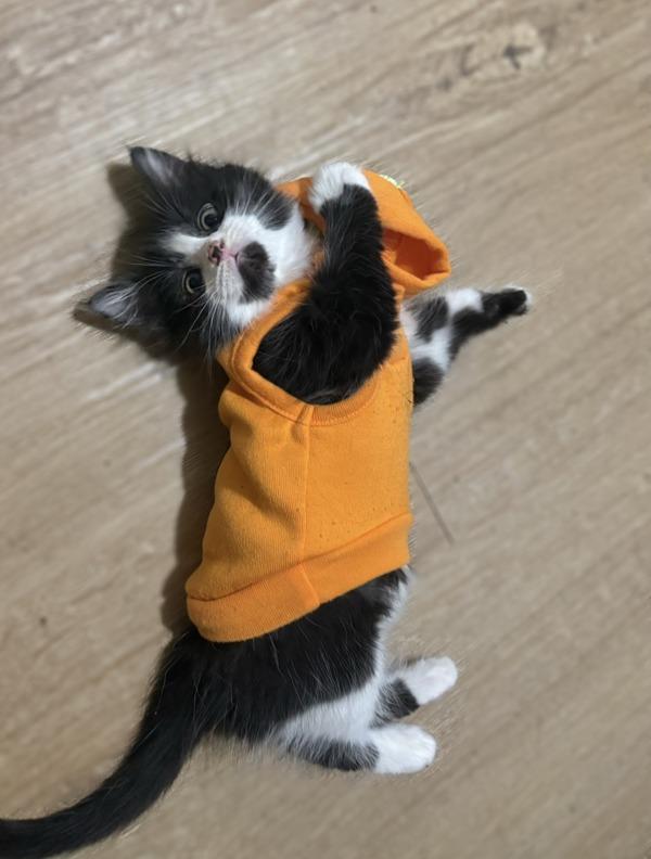 Rosemary, Adoptable, Kitten Female Domestic Medium Hair.