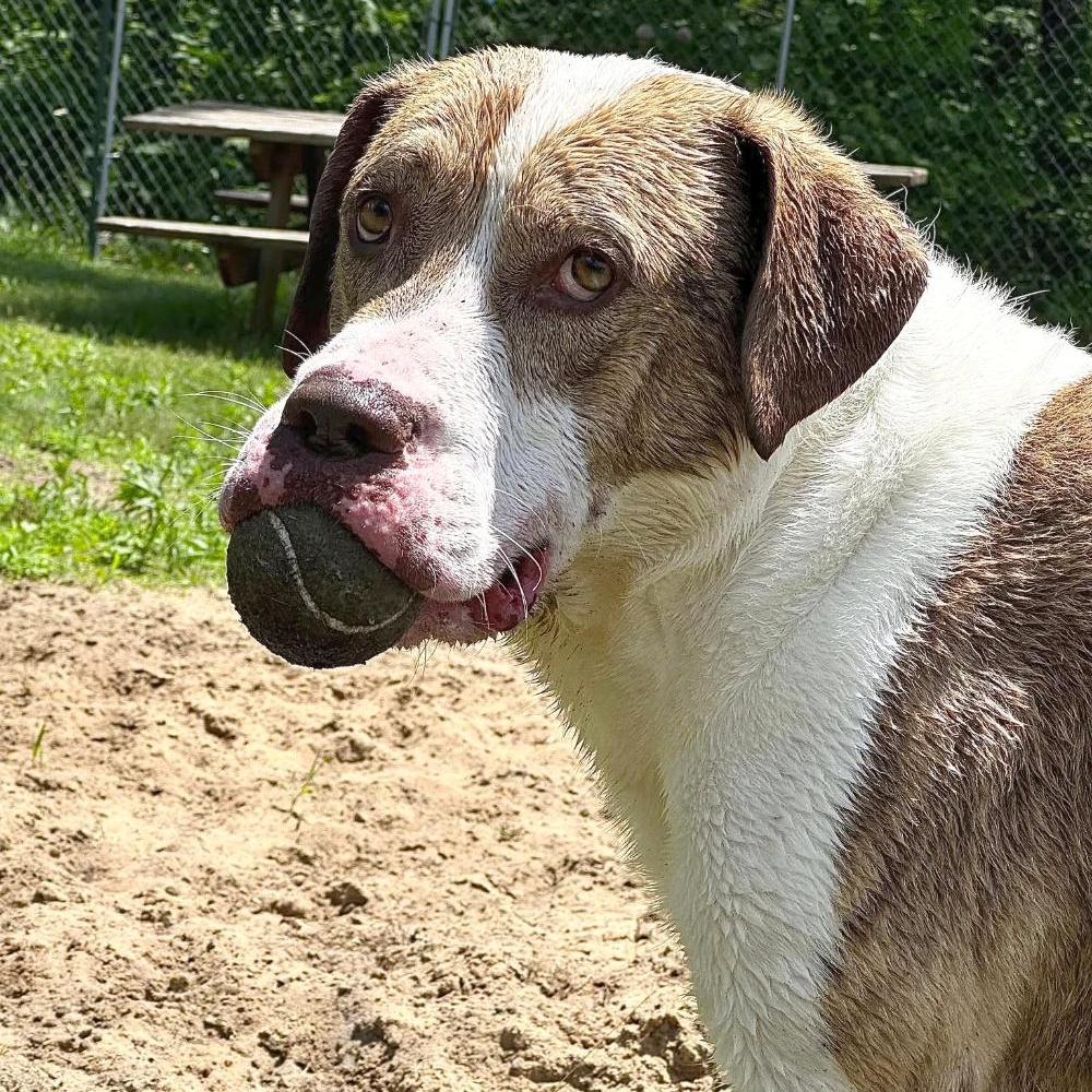 Ranger, an adoptable Mixed Breed in Cheboygan, MI, 49721 | Photo Image 1