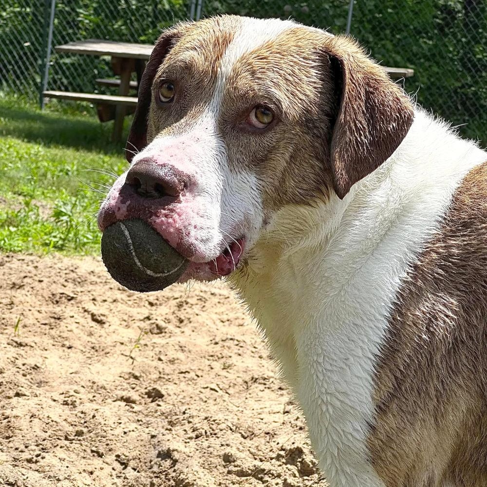 Ranger, an adoptable Mixed Breed in Cheboygan, MI, 49721 | Photo Image 2