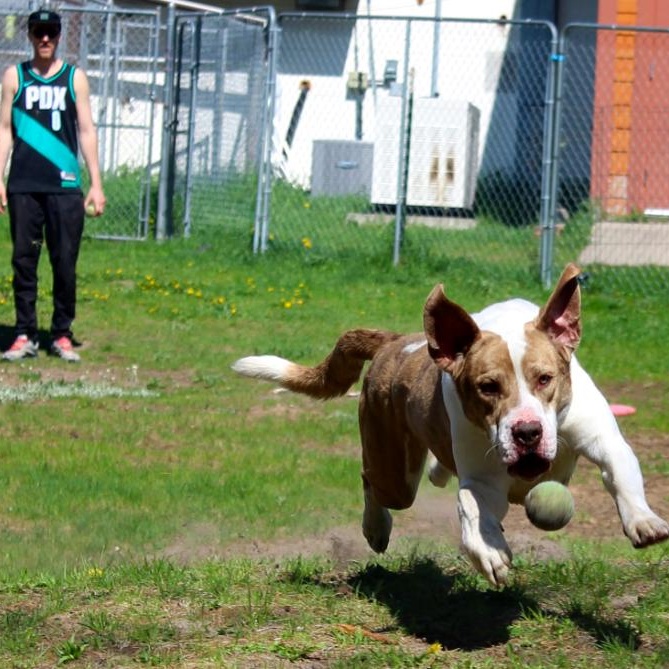 Ranger, an adoptable Mixed Breed in Cheboygan, MI, 49721 | Photo Image 2