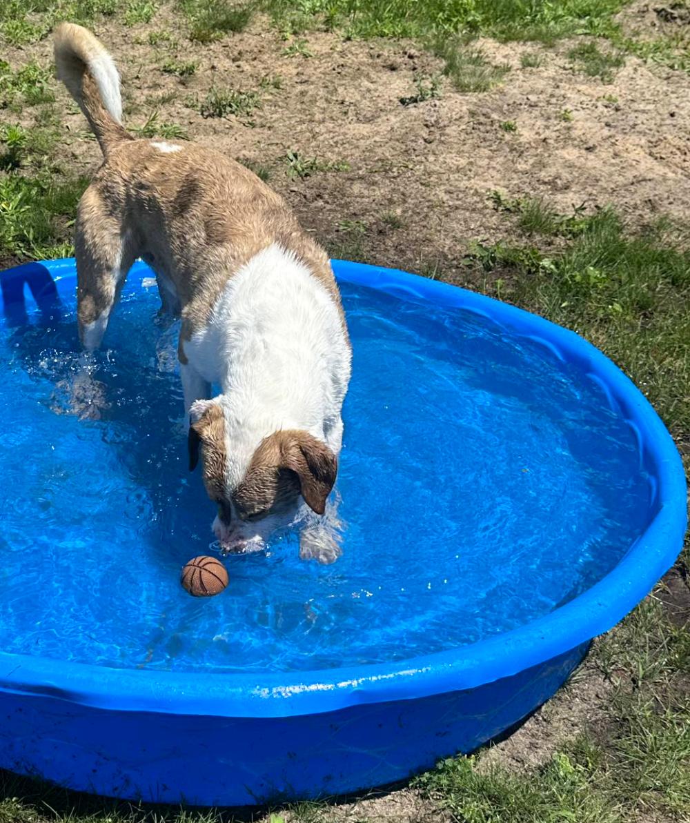Ranger, an adoptable Mixed Breed in Cheboygan, MI, 49721 | Photo Image 2