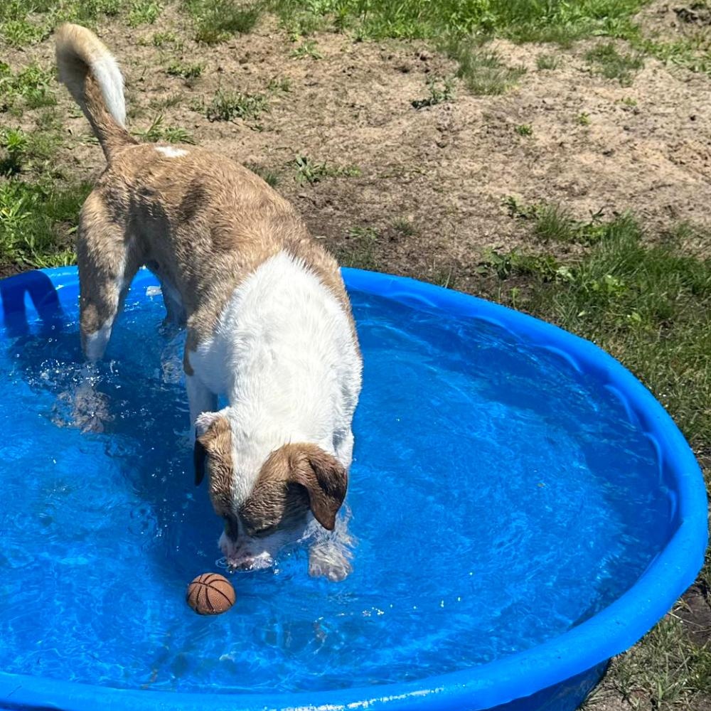 Ranger, an adoptable Mixed Breed in Cheboygan, MI, 49721 | Photo Image 3
