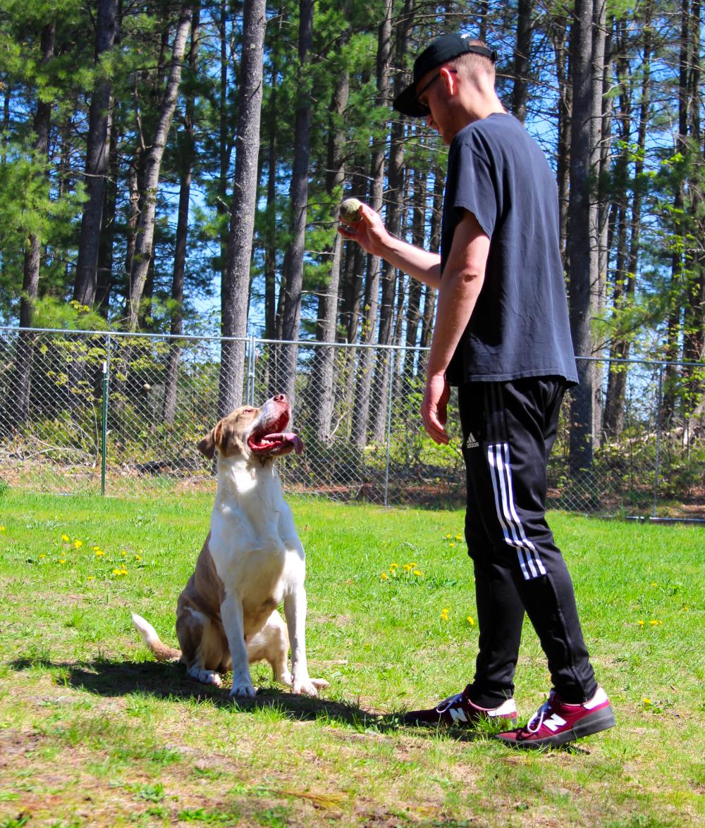 Ranger, an adoptable Mixed Breed in Cheboygan, MI, 49721 | Photo Image 3