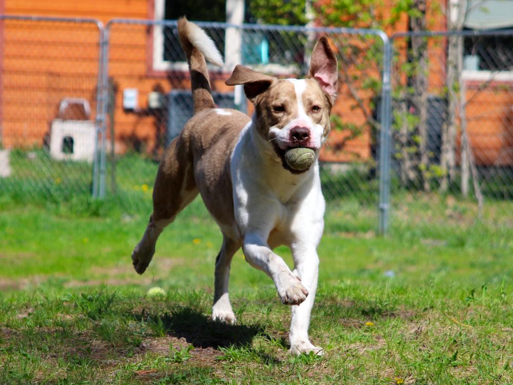 Ranger, an adoptable Mixed Breed in Cheboygan, MI, 49721 | Photo Image 4