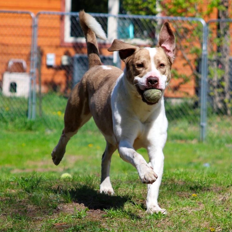 Ranger, an adoptable Mixed Breed in Cheboygan, MI, 49721 | Photo Image 5