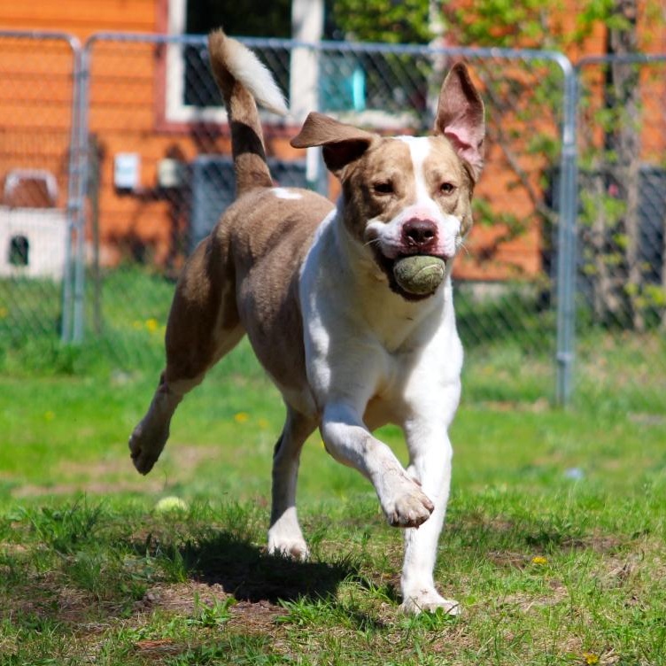 Ranger, an adoptable Mixed Breed in Cheboygan, MI, 49721 | Photo Image 1