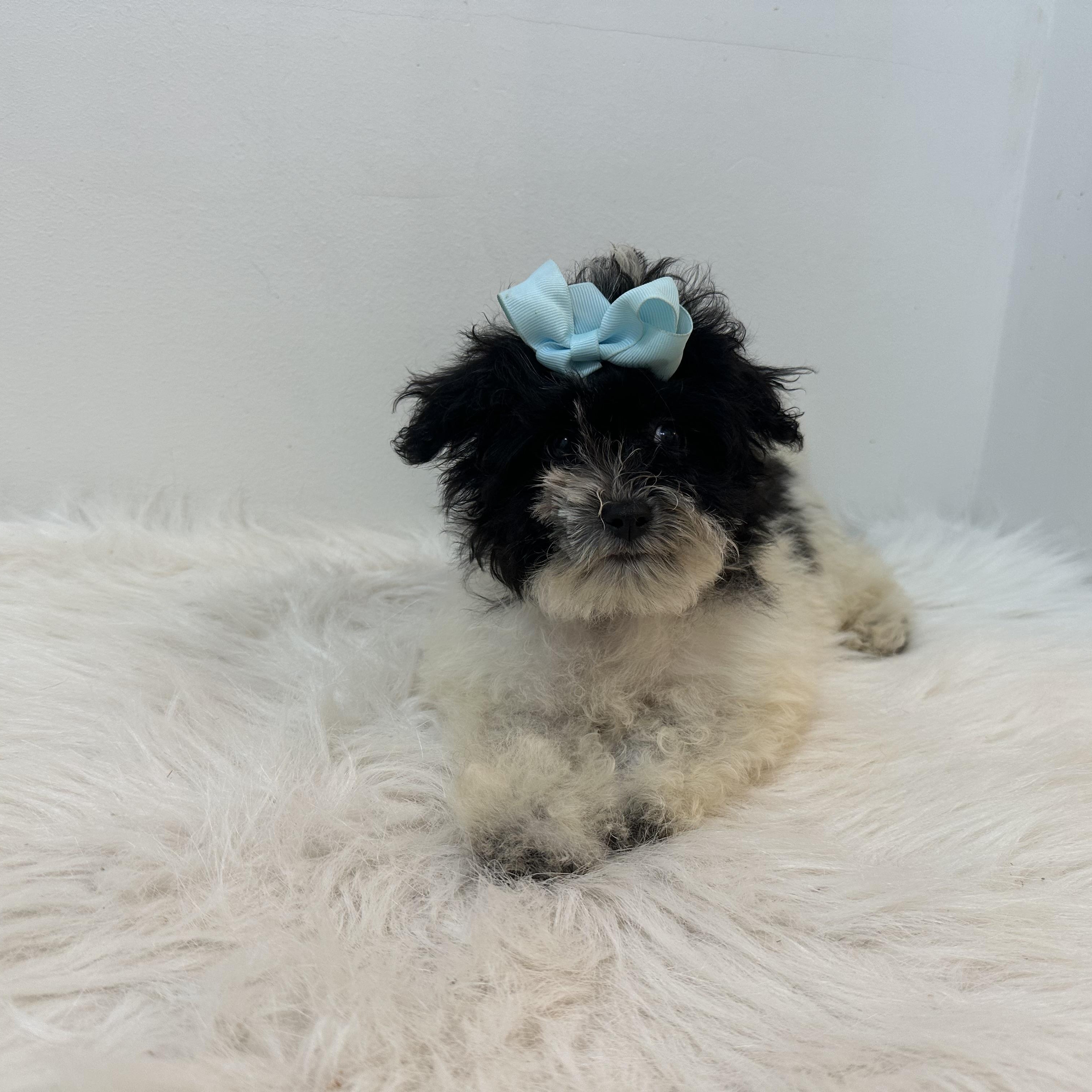 Trixie, Baby Female unknown