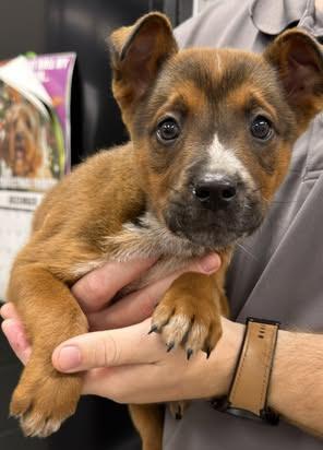 Hollywood, Adoptable, Puppy Male Fox Terrier & Chihuahua.