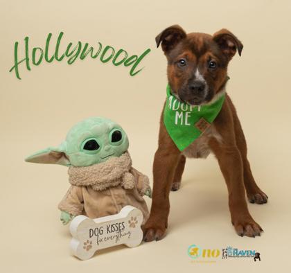 Enlarge Hollywood, a Adoptable mixed breed in Fairhope, AL image 2/2