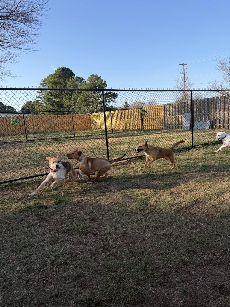 Fella, Adoptable, Adult Male Australian Cattle Dog / Blue Heeler & Great Pyrenees.