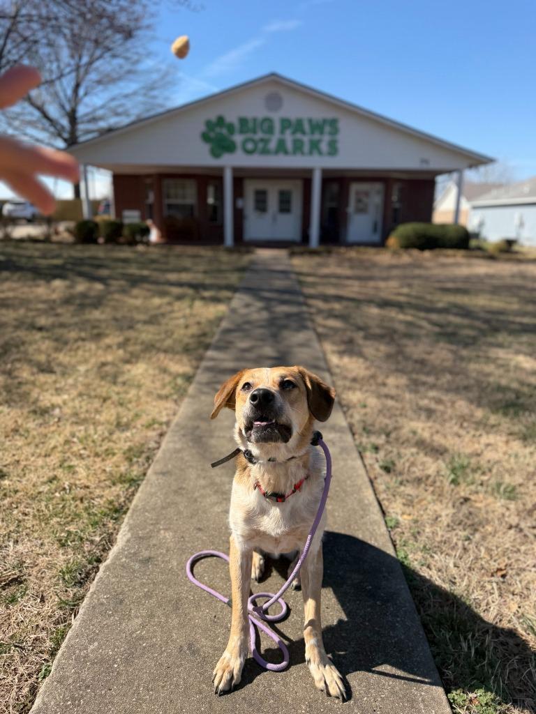 Enlarge Fella, a Adoptable mixed breed in Fayetteville, AR image 2/6