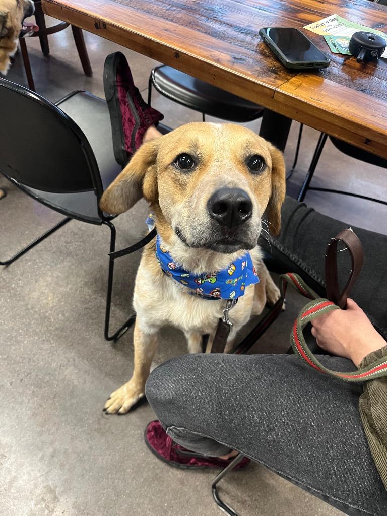Enlarge Fella, a Adoptable mixed breed in Fayetteville, AR image 3/6