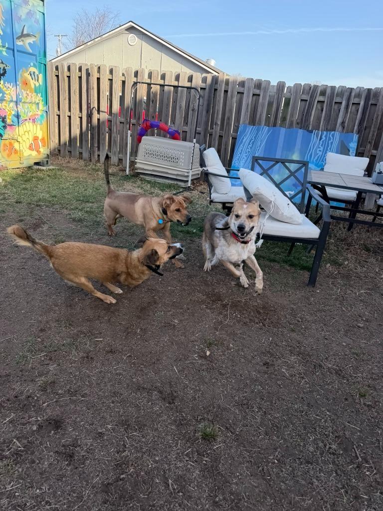 Enlarge Fella, a Adoptable mixed breed in Fayetteville, AR image 3/6