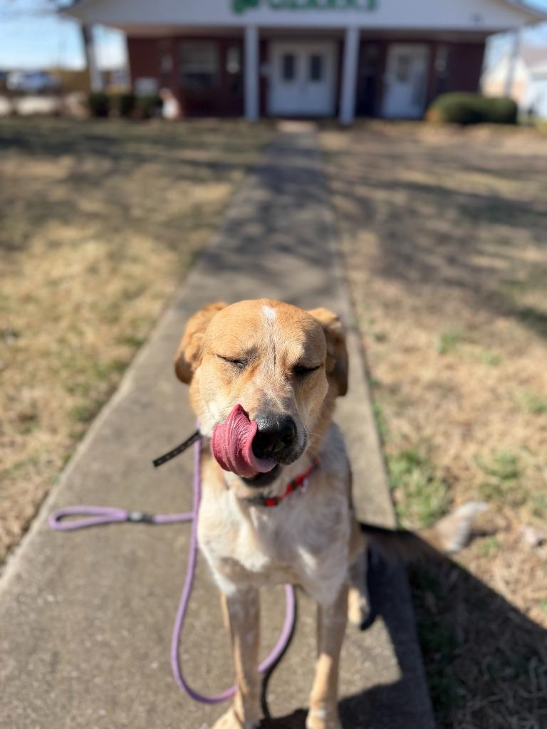 Enlarge Fella, a Adoptable mixed breed in Fayetteville, AR image 4/6