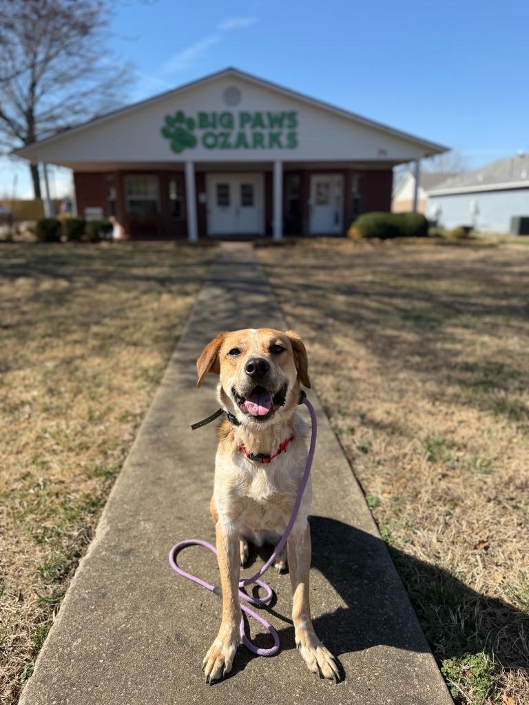 Enlarge Fella, a Adoptable mixed breed in Fayetteville, AR image 5/6