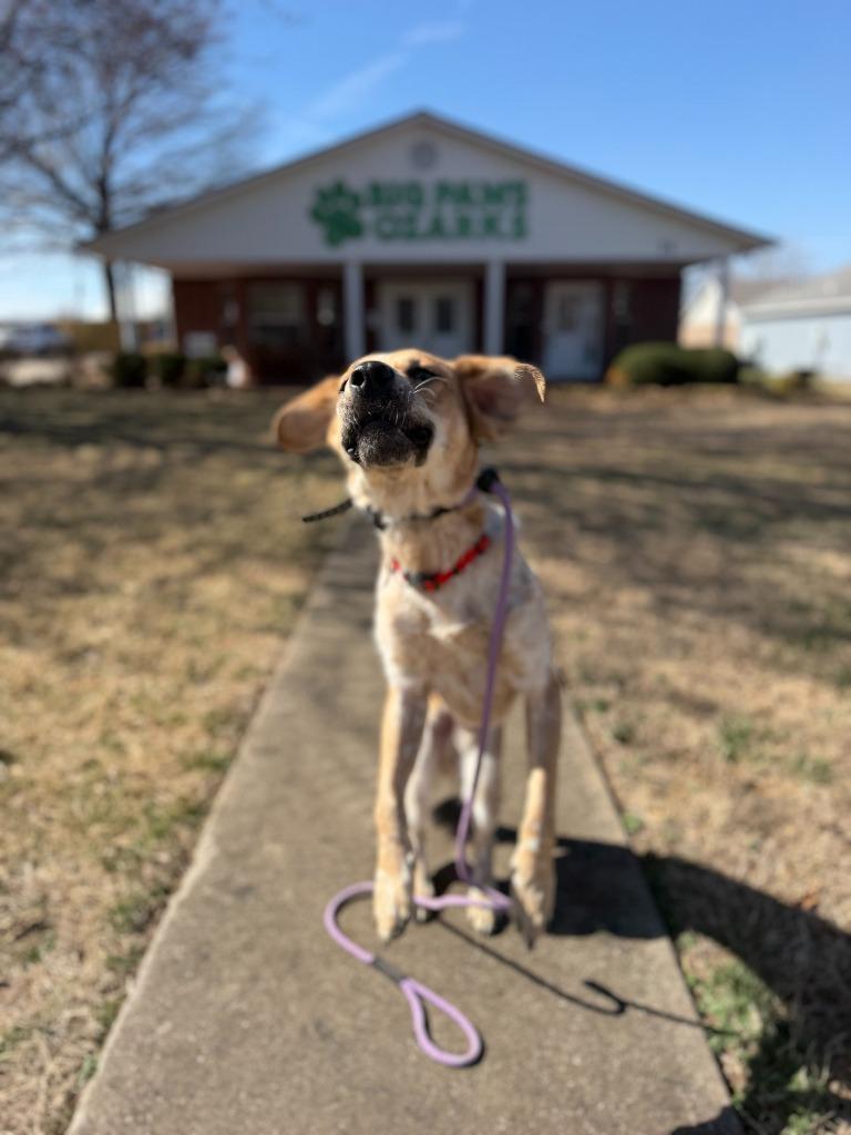 Enlarge Fella, a Adoptable mixed breed in Fayetteville, AR image 6/6