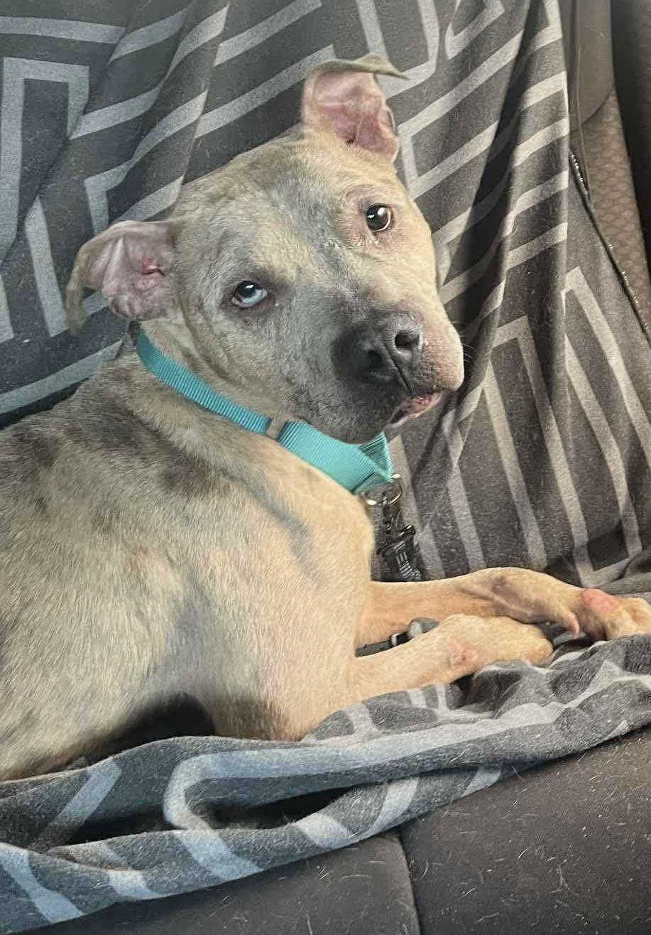 Cora