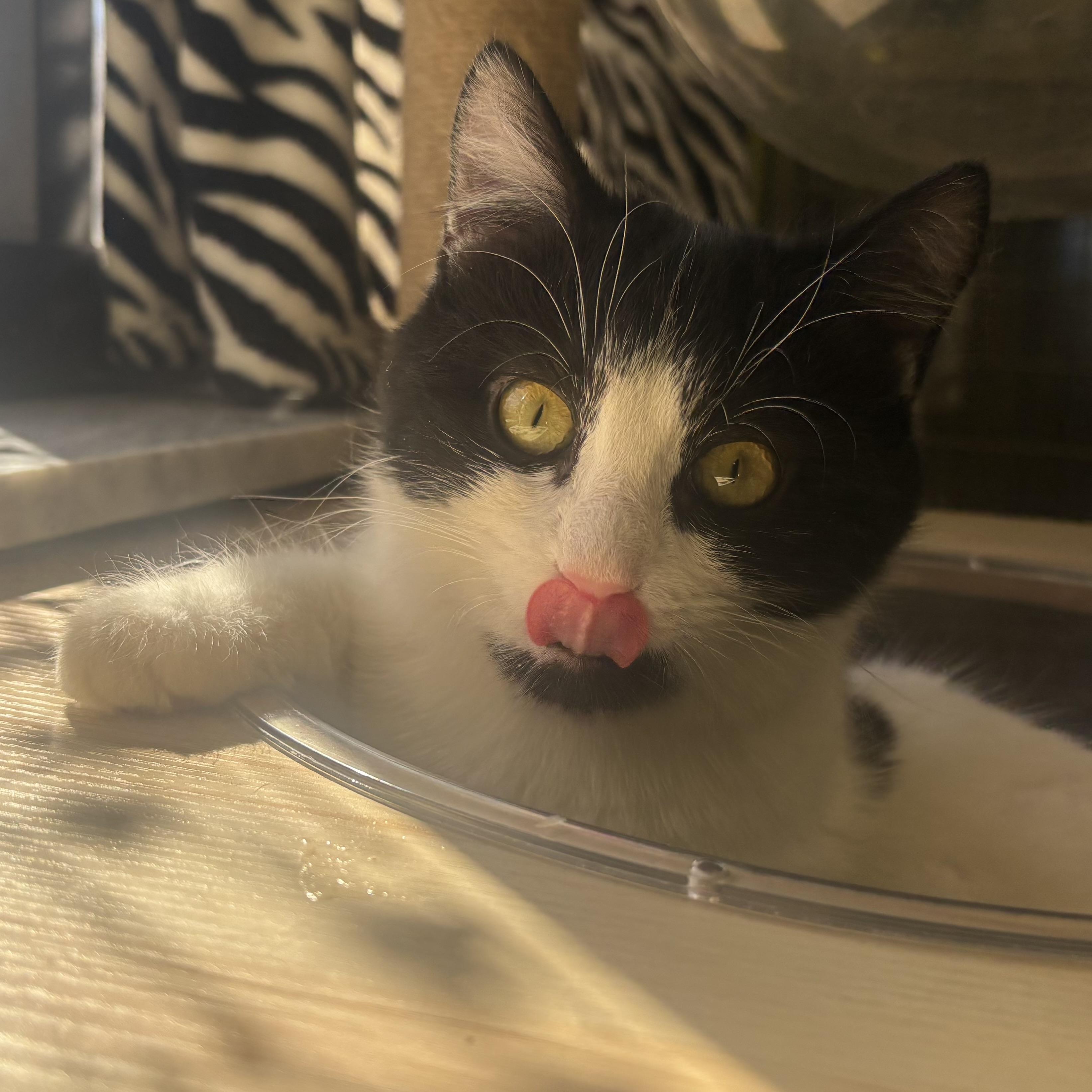 Enlarge Sasha, a ADOPTABLE Domestic Short Hair in Waynesburg, PA image 2/4