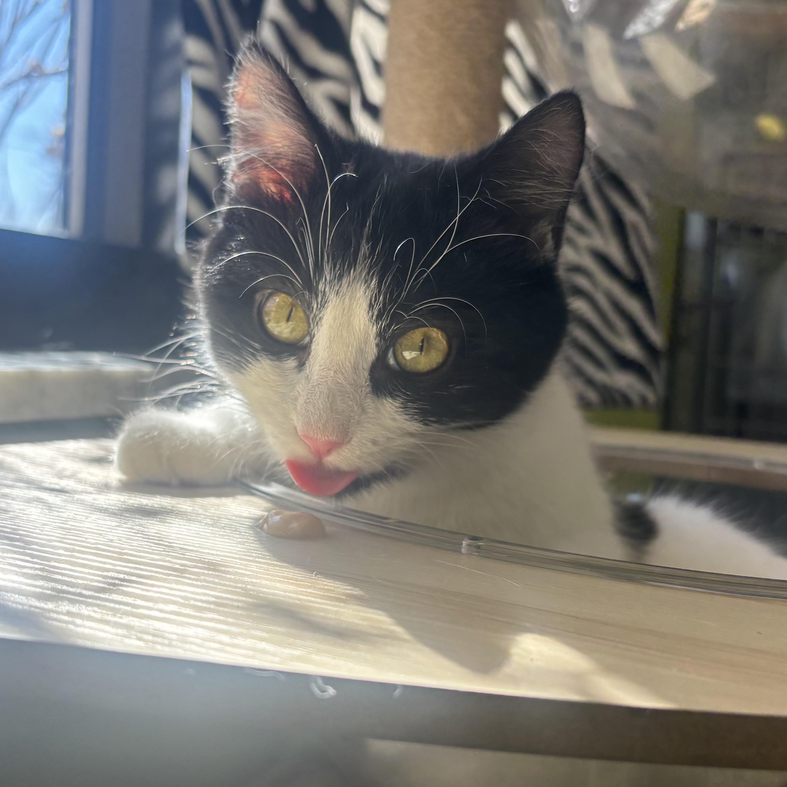 Enlarge Sasha, a ADOPTABLE Domestic Short Hair in Waynesburg, PA image 4/4