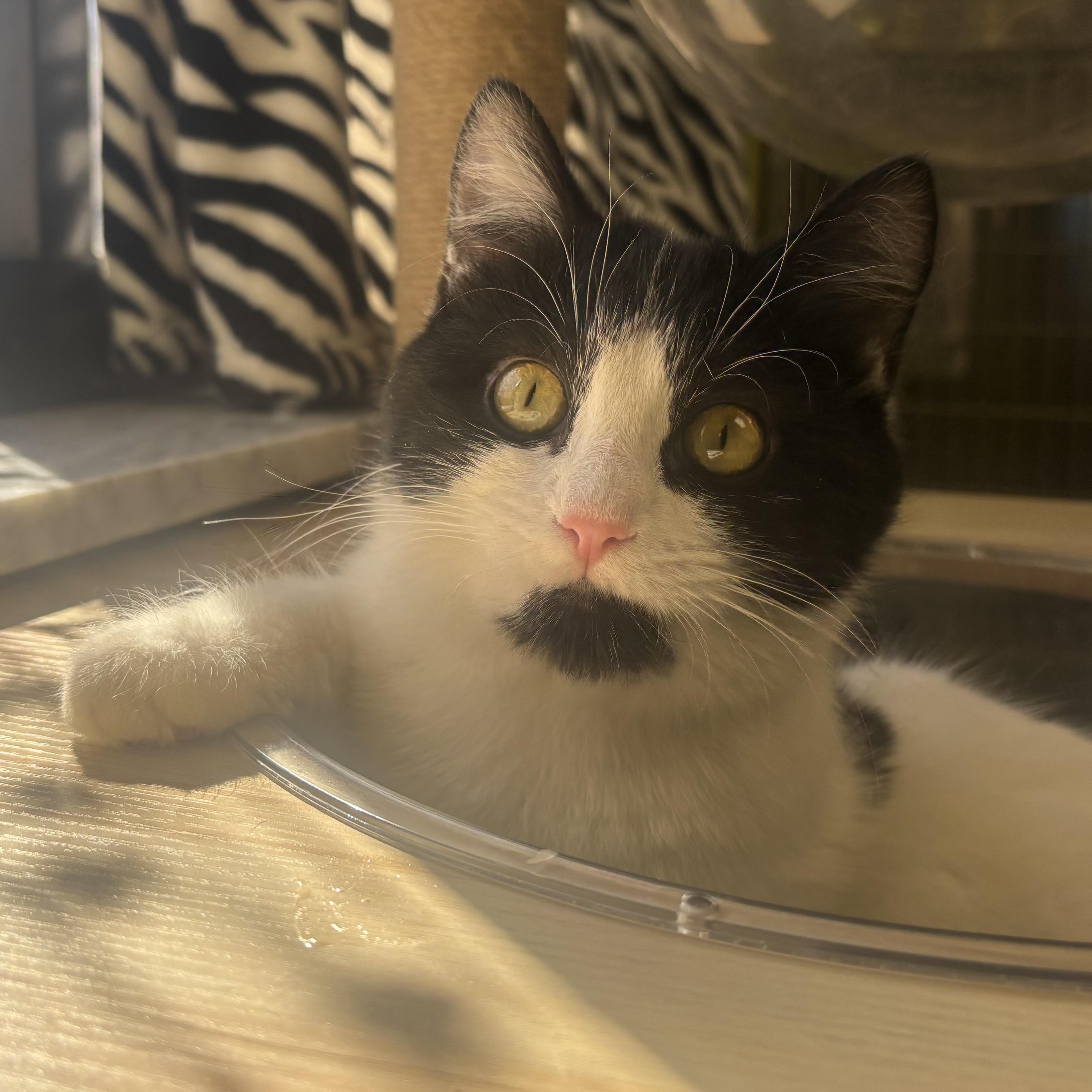 Enlarge Sasha, a ADOPTABLE Domestic Short Hair in Waynesburg, PA image 1/4