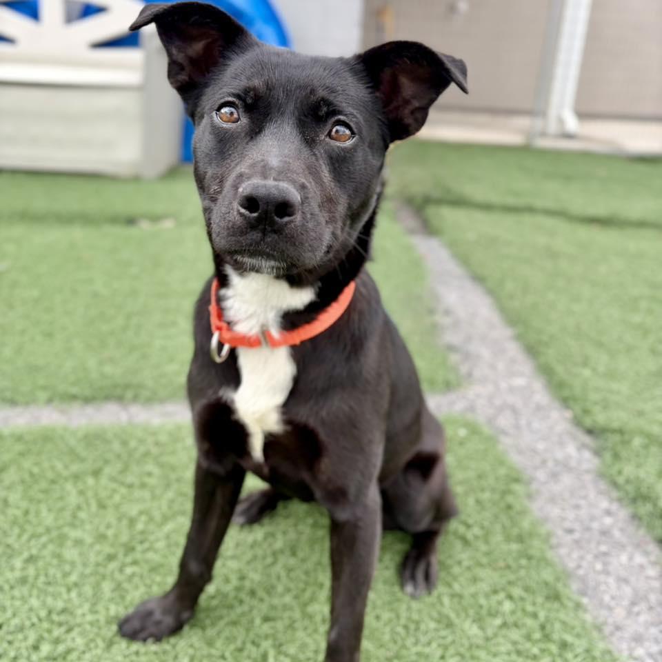 Tela, Adoptable, Young Female Border Collie.