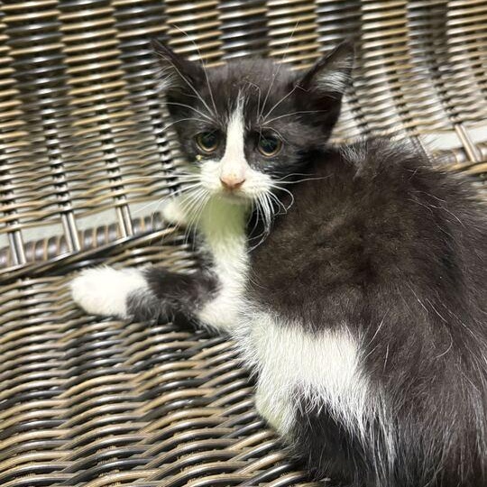Sparkle, an adopted Domestic Short Hair in Jackson, MI image 3/3